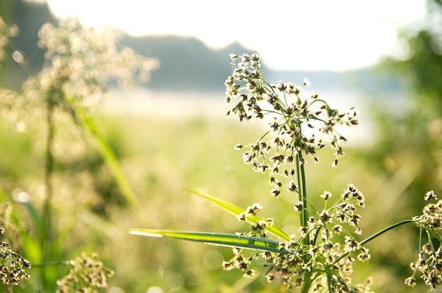 die Schönheit der Sommerlandschaft