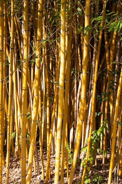 Die Schönheit des Goldenen Bambusses Mit goldenen Stielen und grünen Blättern. Beliebt, um den Garten zu dekorieren, weil es ein goldener Bambus ist und ein schöner gelber Look ungewöhnlicher aussieht als der typische Bambus.