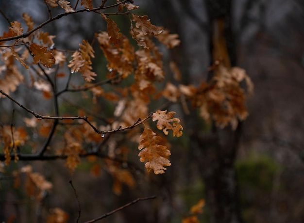 Die Schönheit eines nebelhaften Waldes des Herbstes