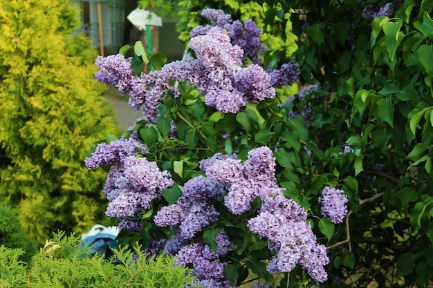 Die Schönheit und Pracht von Clustern von leuchtend violetten, köstlich riechenden Fliedern am Rande des Dorfes