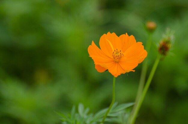 Die schönsten orange Blumen hinter den Kulissen.