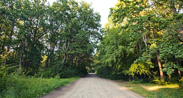 Die Schotterstraße im grünen Wald