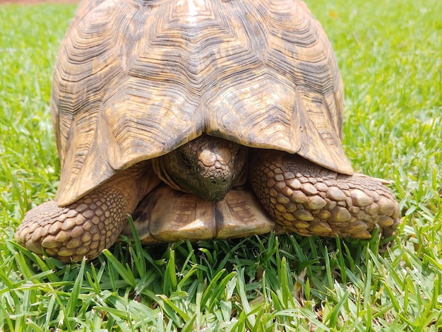 Die schüchterne Schildkröte schaut auf die Welt