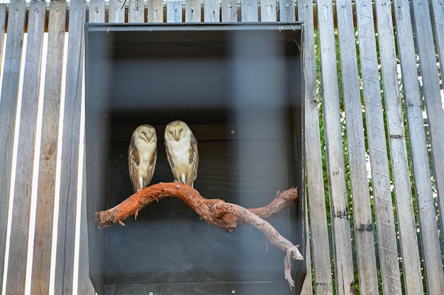 Foto die schuppen-eule tyto alba sitzt auf einem holzbalken