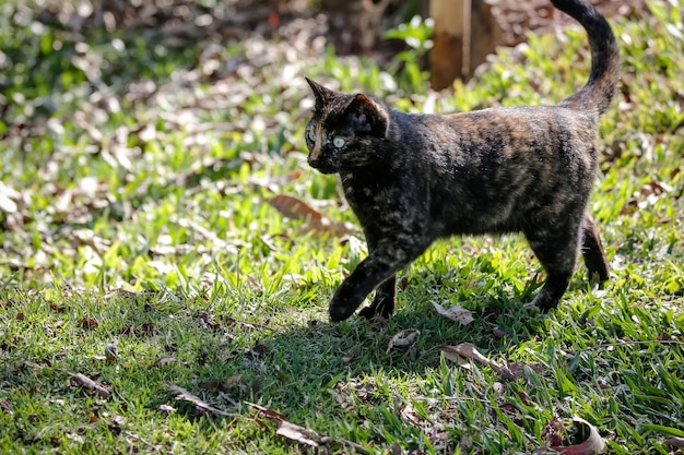 Die schuppige Katze hat ein schwarz-orangefarbenes Fell, daher kann sie auch als Schildkrötenkatze bezeichnet werden