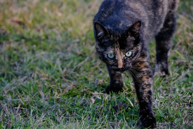 Die schuppige Katze hat ein schwarz-orangefarbenes Fell, daher kann sie auch als Schildkrötenkatze bezeichnet werden