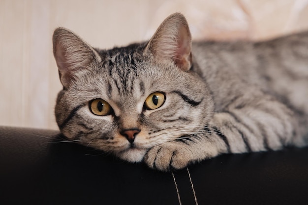 Die schwarz-weiß gestreifte Katze ruht und schaut weg