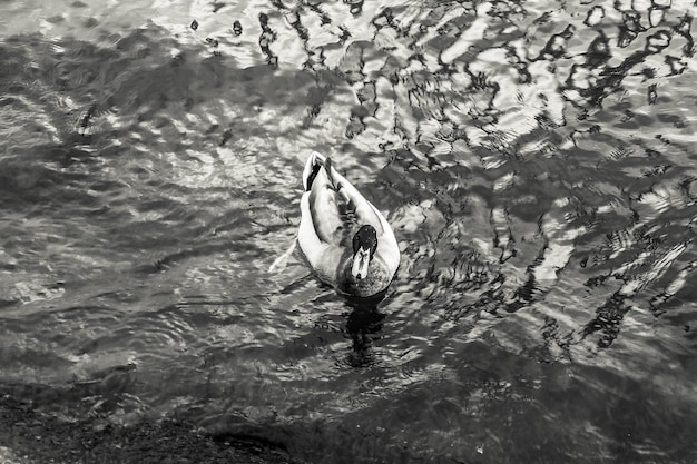 Die schwarz-weiße Ente schwimmt in der Seine