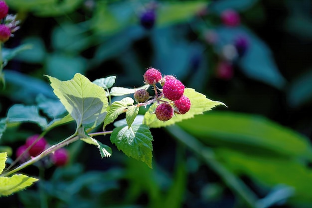 Die schwarze Himbeere Rubus occidentalis, bekannt als bear039s eye blackberry schwarze Kappe