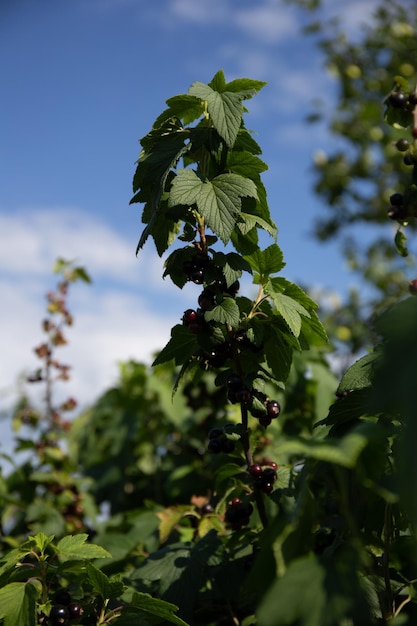 Die schwarze Johannisbeere ist reif Trauben von Johannisbeeren auf einem Ast im Sonnenlicht vor blauem Himmel