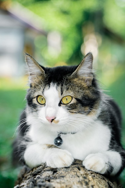 Die schwarze Katze spielt im Hof