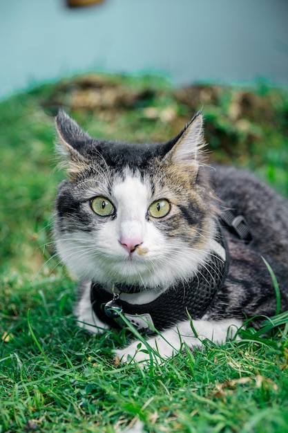 Die schwarze Katze spielt im Hof