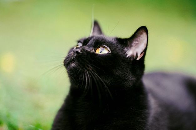 Foto die scottish fold ist eine niedliche schwarzhaarige katze, die zu etwas am himmel aufschaut