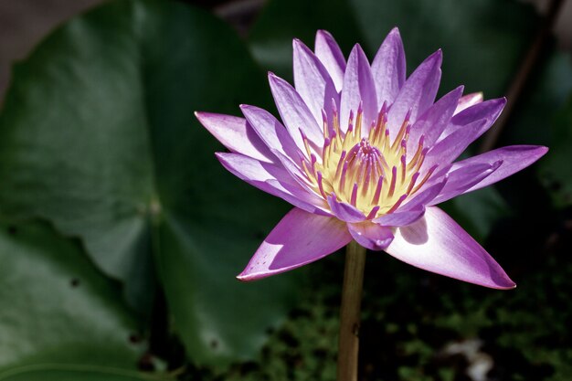 Die Seerose (Lotus) blüht morgens im Sonnenlicht.