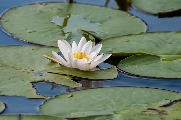 die seerose wächst in einem teich