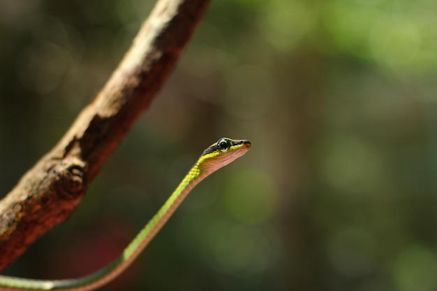 Die Seilnatter ist eine Baumnatterart und von Indien bis zum indonesischen Archipel weit verbreitet