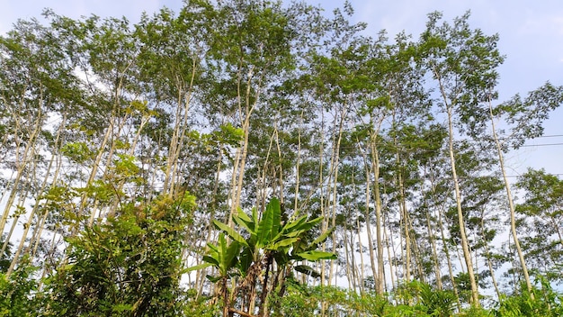 Die Sengon-Bäume von Albizia chinensis ragen in die Höhe