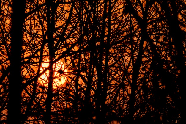 Die Silhouette der Zweige bei Sonnenuntergang