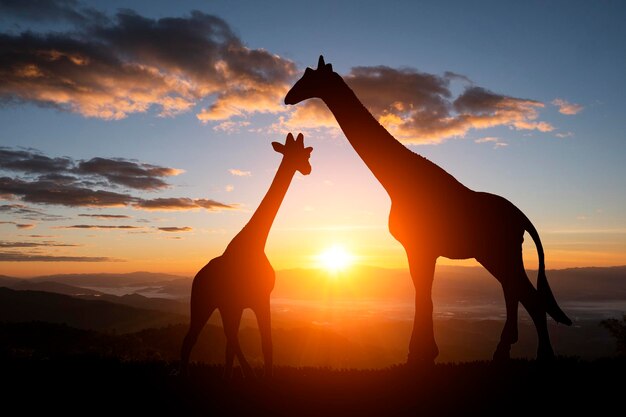 Die Silhouette einer Giraffe bei Sonnenuntergang