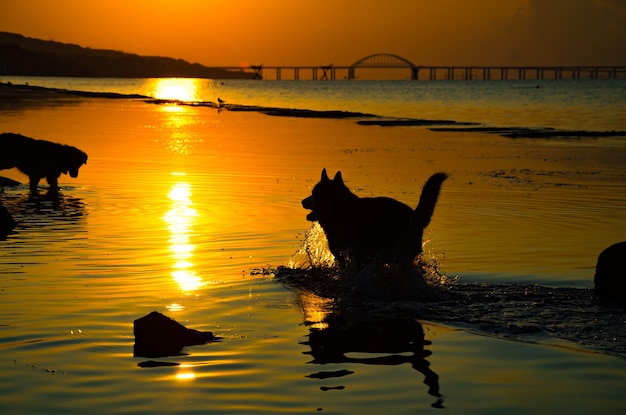 Die Silhouette eines Hundes, der im Morgengrauen über das Meer läuft.