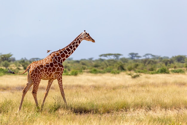 Die somalische Giraffe geht über eine grüne, üppige Wiese