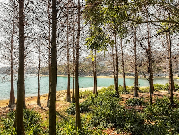 Die sommergrüne Zypresse am See an sonnigen Tagen