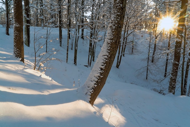 Die Sonne bricht durch die Bäume im Winterwald. Leningrader Gebiet.