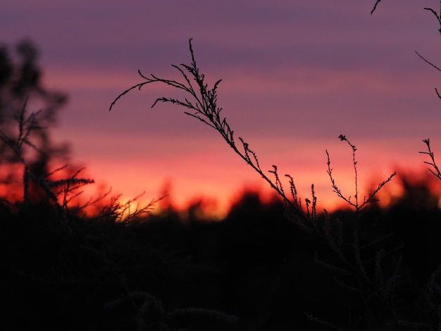 Die Sonne geht hinter den Bäumen unter und der Himmel ist rot.