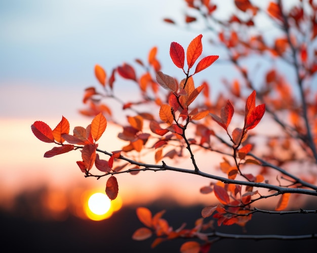 Die Sonne geht hinter einem Baum mit roten Blättern unter