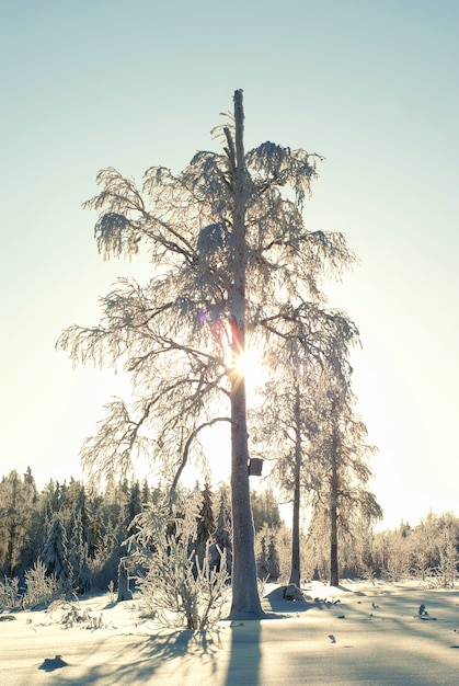 Die Sonne scheint an einem frostigen Tag durch die Äste in einem verschneiten Winterwald in den Rahmen