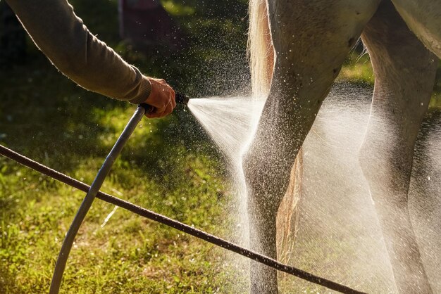 Die Sonne scheint auf das Wasser, das während der Reinigung aus dem Schlauch zu den Pferdebeinen gesprüht wird.