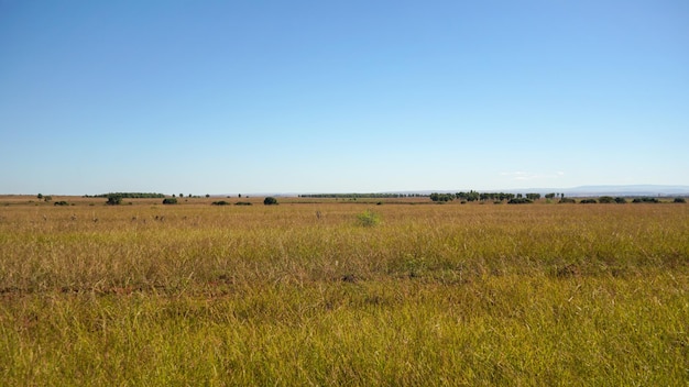 Die Sonne scheint auf die flache Grasland-Savannenlandschaft in der Region Andranovory in Madagaskar - nur Grasbüsche und kleine Bäume wachsen in der Ferne.