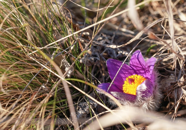 Die Sonne scheint auf die leuchtend violette und gelbe Pasque-Blume - Pulsatilla grandis -, die in trockenem Gras wächst.