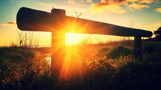 Foto die sonne scheint durch die bäume auf dem feld