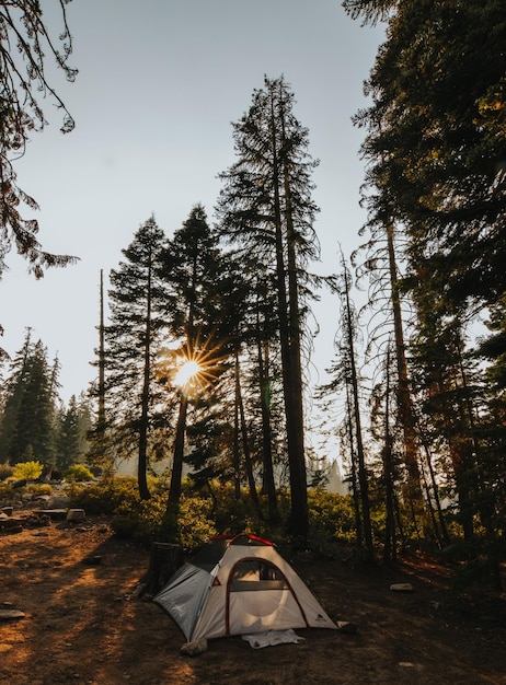 Die Sonne scheint durch die Bäume im Wald