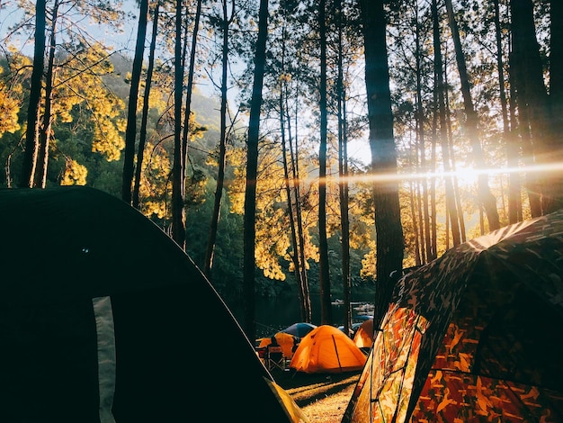 Die Sonne scheint durch die Bäume im Wald