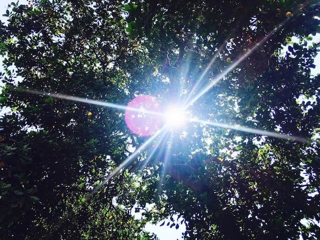 Foto die sonne scheint durch die bäume