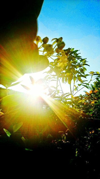 Die Sonne scheint durch die Bäume