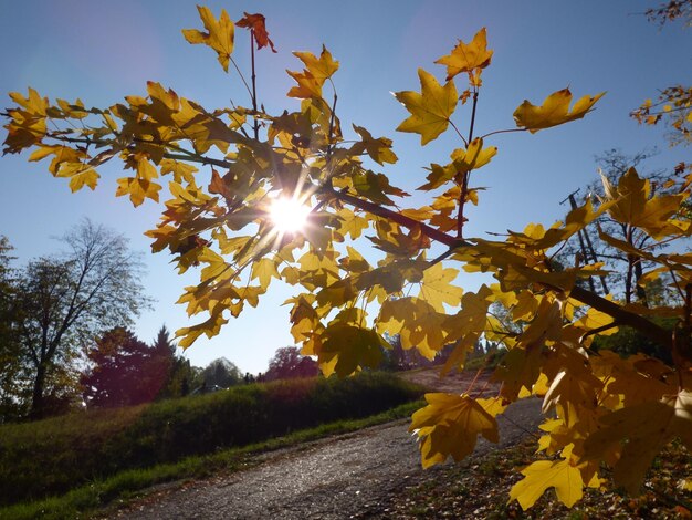 Foto die sonne scheint durch die bäume