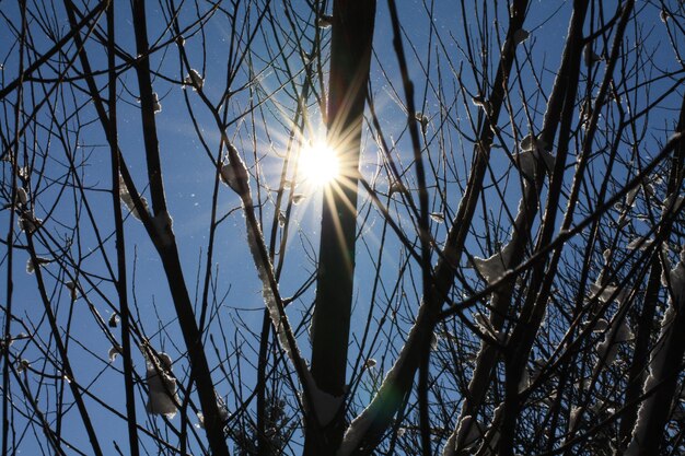 Foto die sonne scheint durch die bäume