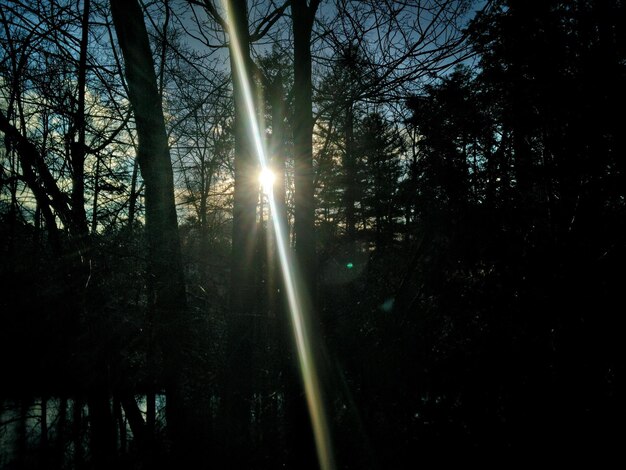 Foto die sonne scheint durch die bäume