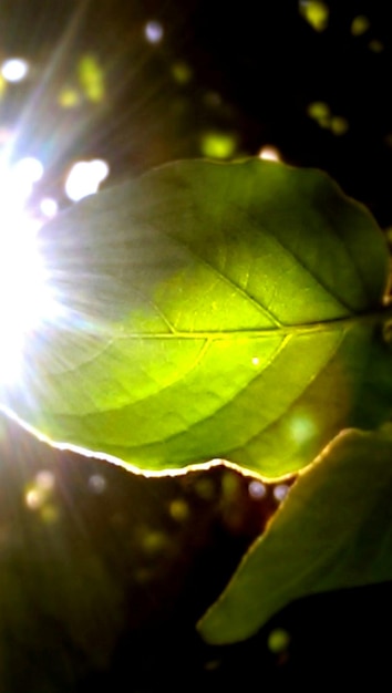 Foto die sonne scheint durch die blätter