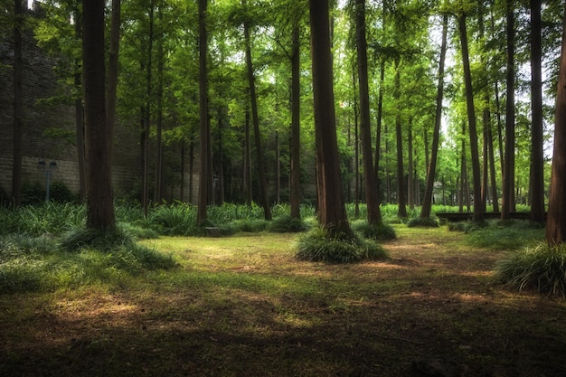 Foto die sonne scheint in den schönen wald mit vielen bäumen