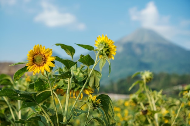 Die Sonnenblume Helianthus annuus ist eine lebende einjährige Pflanze aus der Familie der Asteraceae