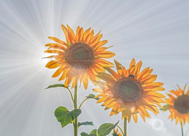 Die Sonnenstrahlen bahnen sich am heißen Nachmittag ihren Weg durch die Blumen der Sonnenblumen