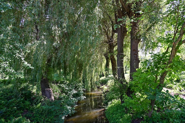 Die Sonnenstrahlen beleuchten den Bach im Wald