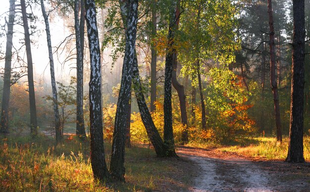 Die Sonnenstrahlen durchdringen die Äste der Bäume. Schöner Herbstmorgen im Wald