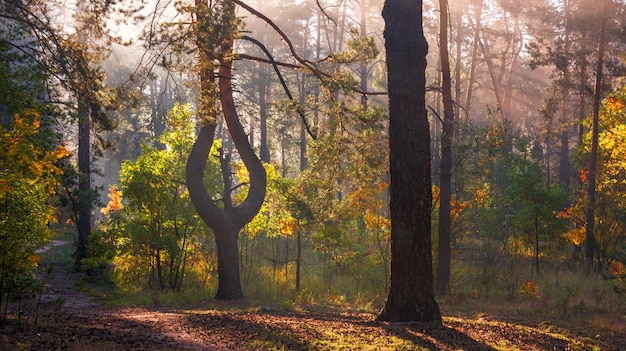 Die Sonnenstrahlen durchdringen die Äste der Bäume. Schöner Herbstmorgen im Wald