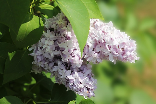 Die Sonnenstrahlen erzeugen den Zauber der Schönheit einer Ansammlung von zarten blassvioletten Fliedern