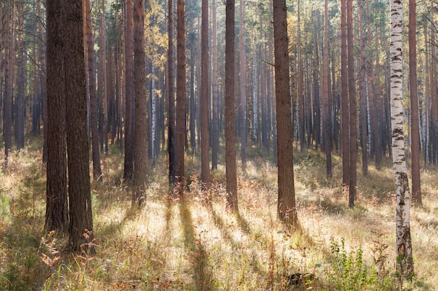 Die Sonnenstrahlen gehen durch den Herbst gemischt Laub-Nadelbäumen